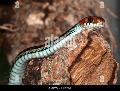 San Francisco garter snake (Thamnophis sirtalis tetrataenia) Stock Photo