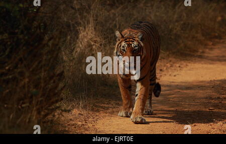 Royal bengal tiger walking on forest track of Ranthambhore in India Stock Photo