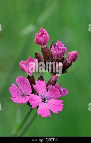 Charterhouse pink / Carthusian pink (Dianthus carthusianorum) in flower Stock Photo