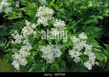 Sweet cicely (Myrrhis odorata / Scandix odorata) in flower Stock Photo