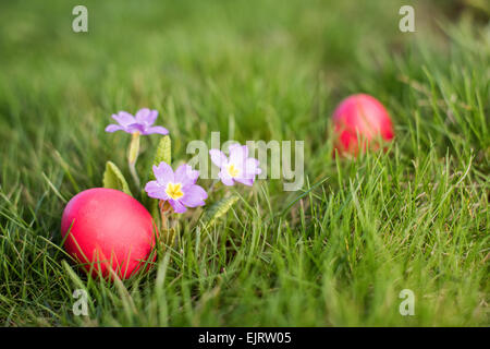 Red easter egg next to primrose in the grass Stock Photo