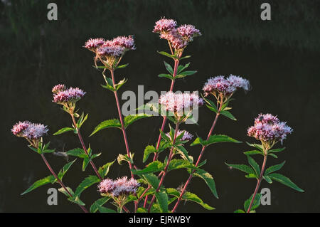 Hemp-agrimony (Eupatorium cannabinum) in flower Stock Photo