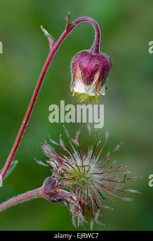 Water avens / purple avens (Geum rivale) close up of seedheads Stock Photo