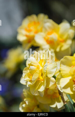 Yellow daffodil flowers blooming in the flowerbed Stock Photo
