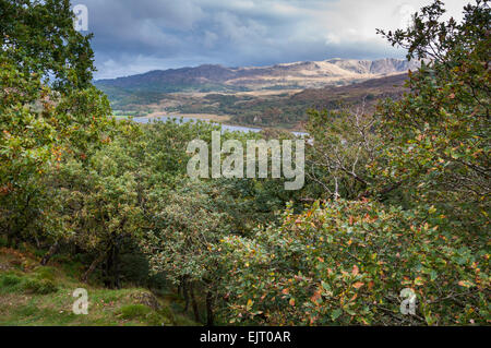 Snowdonia in autumn. A view from Dinas Emrys toward Llyn Dinas over the tree tops of an Oak woodland. Stock Photo