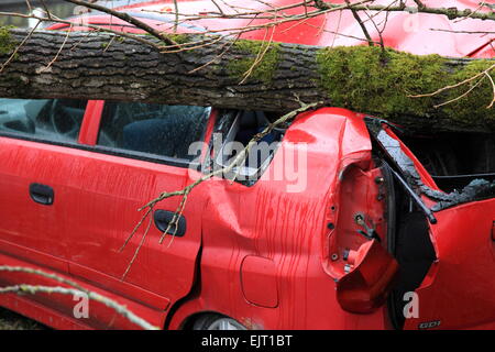 Car crushed by a Tree, Hurricane Niklas on  March 31, 2015, Deggendorf, Bavaria, Germany. Photo by Willy Matheisl Stock Photo