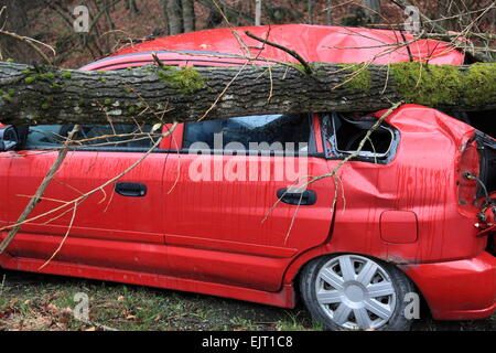 Car crushed by a Tree, Hurricane Niklas on  March 31, 2015, Deggendorf, Bavaria, Germany. Photo by Willy Matheisl Stock Photo