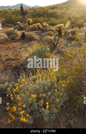 Bright yellow sage flowers in the Southwestern desert sunlight Stock Photo