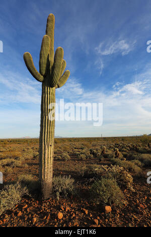 Beautiful saguaro desert cactus and blue sky Stock Photo
