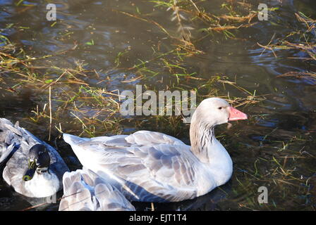 American Buff goose and Blue Swedish ducks Stock Photo