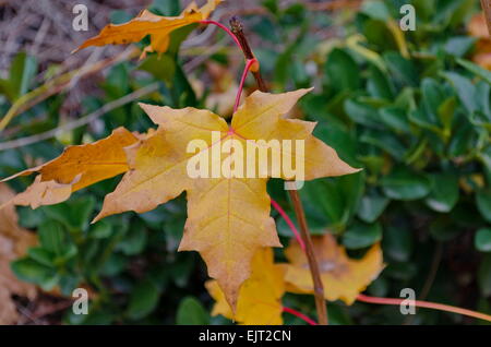 Sycamore autumn beautiful leaf in garden Stock Photo