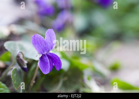 Viola odorata in the garden. Stock Photo
