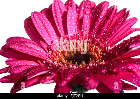 Pink Gerbera flower on a white background Stock Photo