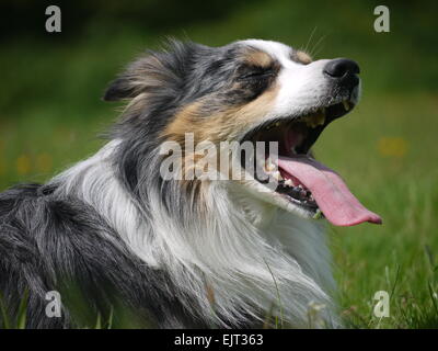 A blue merle border collie panting in a field Stock Photo