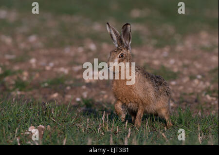 European Brown (Common) Hare- Lepus europaeus, Spring. Uk. Stock Photo