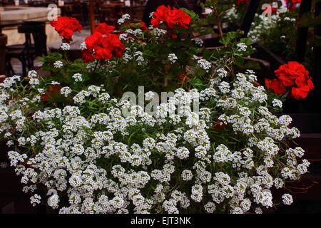 a large number of colors white alyssum Stock Photo