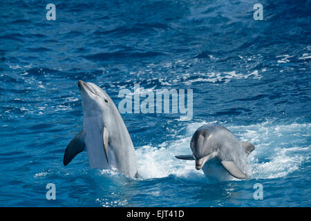 Two dolphins playing during performance in the ocean park Stock Photo