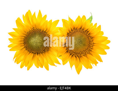 Sunflower blossom isolated on white background. Beautiful flower head Stock Photo