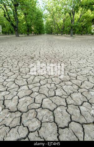 Cracked mud and pecan orchards near Las Cruces, New Mexico USA Stock Photo