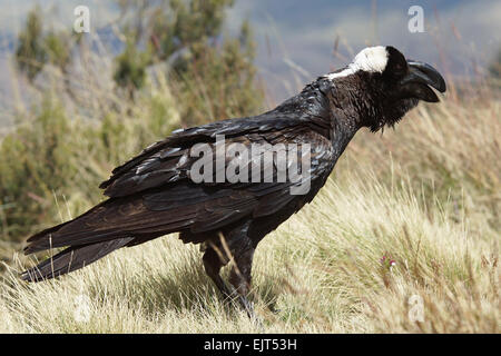 Thick-billed Raven, Ethiopia, Africa Stock Photo