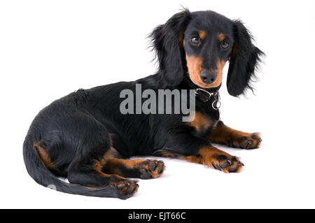 Black dachshound puppy lying on the ground - white background (isolated). Stock Photo
