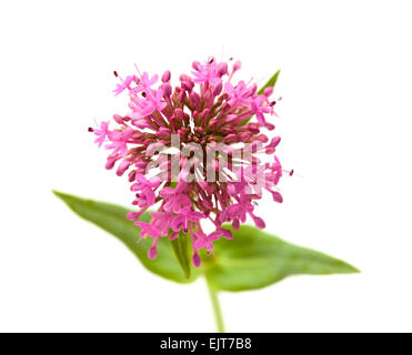 small flowers of Centranthus ruber isolated on white background Stock Photo