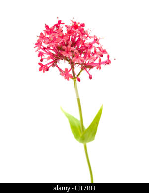 small flowers of Centranthus ruber isolatad on white background Stock Photo