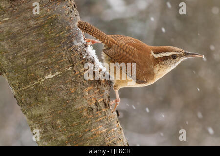 A Carolina wren hanging from an ash tree during a snow storm. Stock Photo