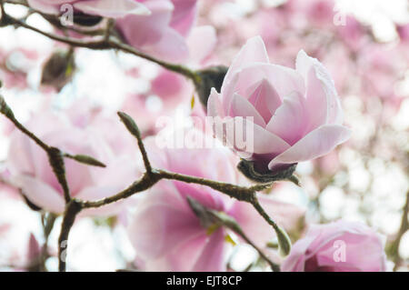 Magnolia Liliiflora pink Tulip tree in bloom springtime
