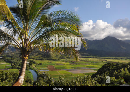 Palm tree overlooking taro fields in the Hanalai Valley of Kauai Stock Photo