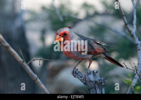 Pyrrhuloxia or Desert cardinal (Cardinalis sinuatus), Arizona Stock Photo