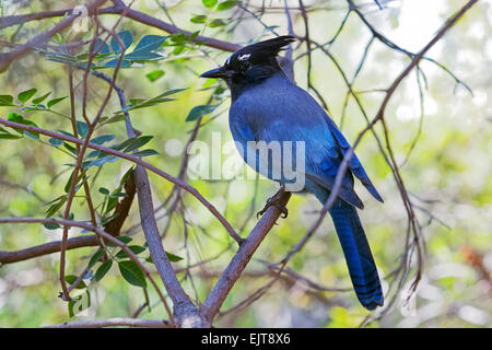 Steller's jay (Cyanocitta stelleri), Arizona Stock Photo