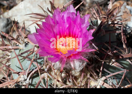 Pink cactus blossom Stock Photo - Alamy