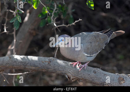 White-winged Dove (Zenaida asiatica), Arizona Stock Photo