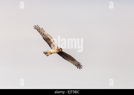 Northern Harrier in Boundary Bay delta Stock Photo