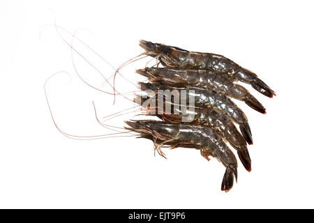 Raw shrimp isolated on white background Stock Photo