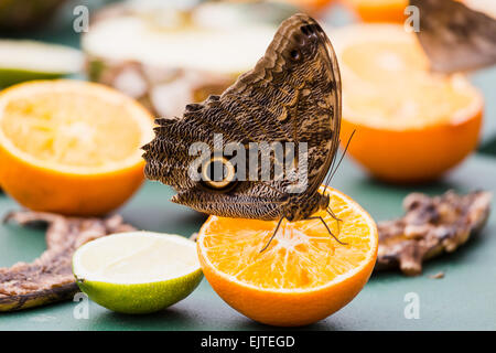 LONDON, UK. 31st March 2015. An Owl butterfly sits on an orange during a photocall to highlight the forthcoming 'Sensational Butterflies' exhibition at the Natural History Museum in London on 31st March 2015. The exhibition will run from 2nd April to 13th September and features hundreds of tropical butterflies from around the world. Credit:  Alamy Live News.