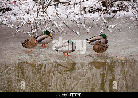 Mallard ducks 'Anas platyrhynchos' trying to keep warm on the ice at the edge of the East Holland River at Fairy Lake Park. Stock Photo