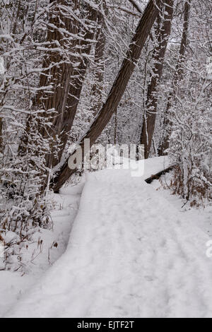 A boardwalk trail leading through the forest at Fairy Lake Park after an early winter snowfall. Newmarket, Ontario, Canada. Stock Photo