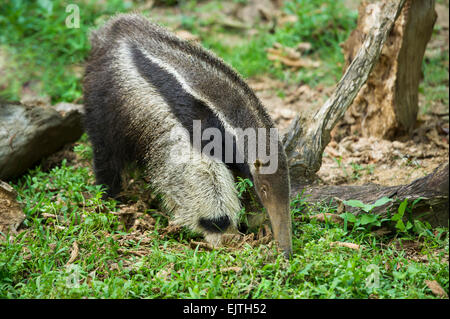 Giant anteater, Myrmecophaga tridactyla, Suriname, South America Stock Photo