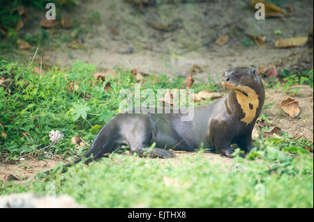 Giant otter, Pteronura brasiliensis, Suriname, South America Stock Photo