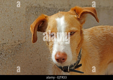 Head of cute Spanish Podenco cross dog Stock Photo