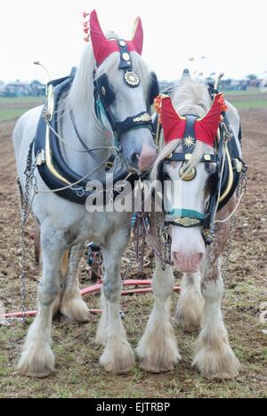 Decorated white heavy horses competing in a ploughing competition at the Dorset Steam Fair, Wimborne, England, UK. Stock Photo