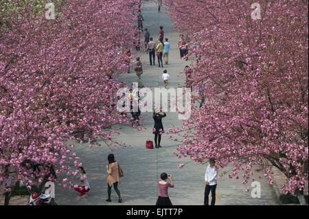 Hefei, China's Anhui Province. 1st Apr, 2015. Visitors view cherry blossoms at the University of Science and Technology of China in Hefei, capital of east China's Anhui Province, April 1, 2015. © Du Yu/Xinhua/Alamy Live News Stock Photo