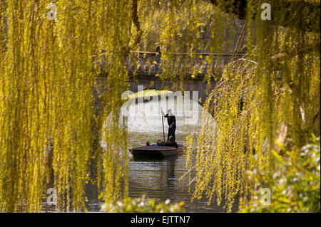 Cambridge, UK. 01st Apr, 2015. Punting through the Spring Willows on the River Cam in Cambridge, England,UK. 1st April 2015 Looking along the River Cam towards Clare Bridge in the University City of Cambridge in East Anglia, England, UK. Credit:  BRIAN HARRIS/Alamy Live News Stock Photo