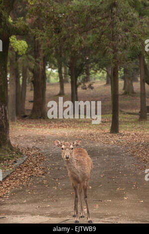 A Japanese deer (Nihon Shika or Shika Deer) at the deer park in Nara, Japan. Stock Photo