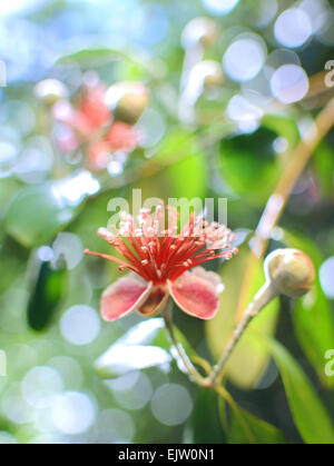 Flower of Guava tree Stock Photo