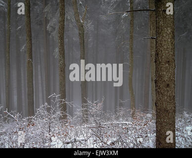 Mysterious and magic nebulous forest in winter. Stock Photo