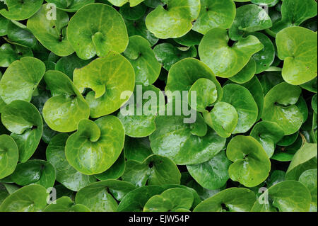 European Wild ginger / Asarabacca / Haselwort / Wild Spikenard (Asarum europaeum) close up of green leaves Stock Photo