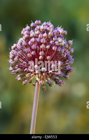Wild leek / broadleaf wild leek (Allium ampeloprasum) in flower Stock Photo